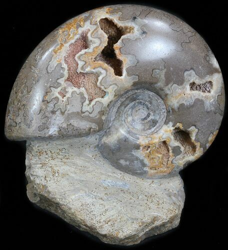 Polished Shloenbacchia Ammonite With Stone Base #35312